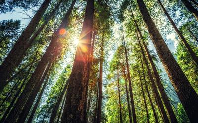 国家林产品周聚焦可持续发展领导力